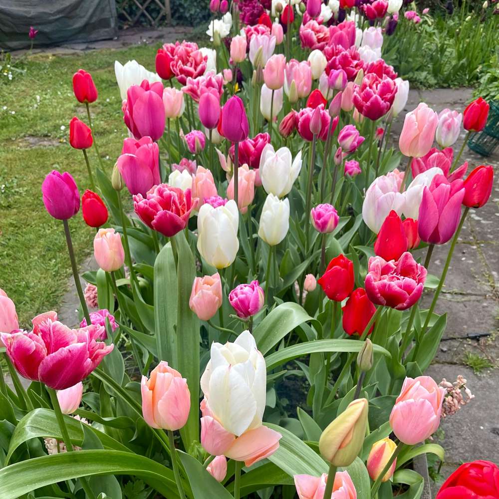 Eksklusivblanding 'Svaneke Delight'